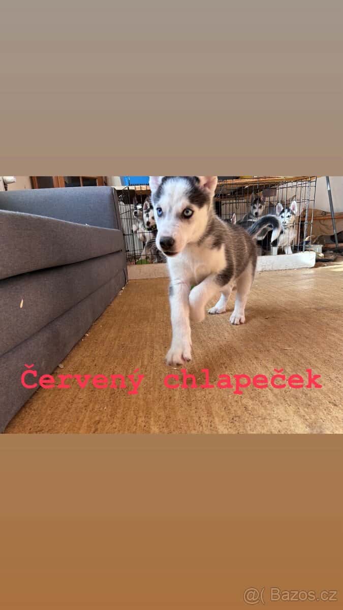 Prodám štěňátka 12