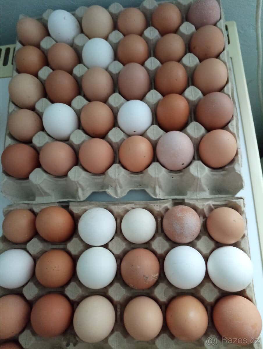 Domácí vajíčka 1
