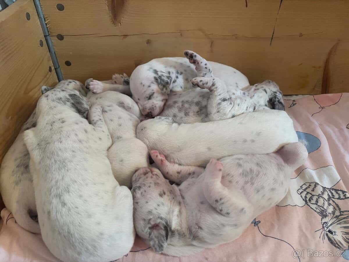 Štěně dalmatina 3