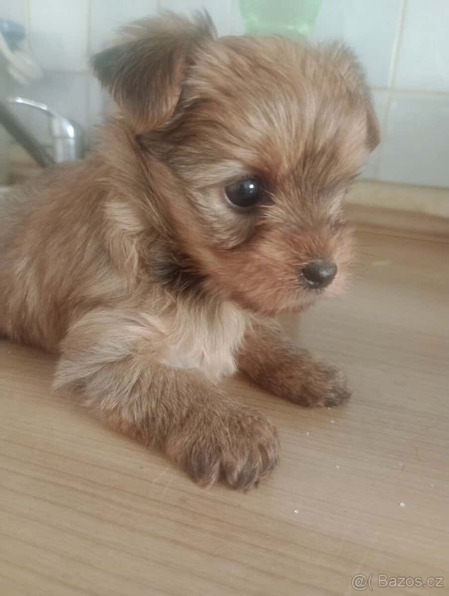 Jorkšírský teriér 1