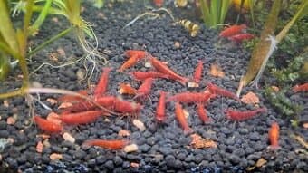 Neocaridina Davidi var bladdy marry