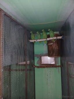 Amazoňan pomoučený farinosa