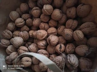 Prodám vlašské ořechy