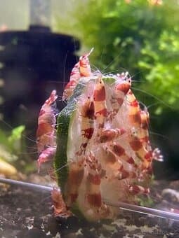 Krevety Crystal red/black