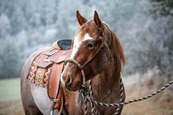 Připouštění QH hřebcem (pleasure, all around)