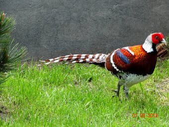 Prodám Bažanti Bažant Elliotův na prodej 2025r.