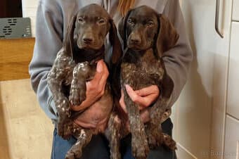 Německý ohař krátkosrstý - TOP spojení r.2026