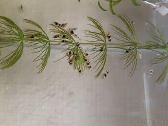 Krevetky Caridina Black Crystal