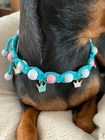 Náhrdelník pro psy a kočky