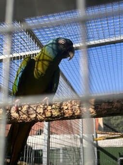 Prodám samce ary Horské