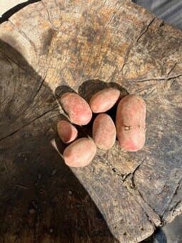 Prodám konzumní brambory