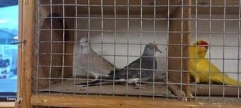 Holoubek diamantový 1,1