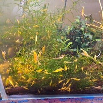 Krevetky  Neocaridina yellow neon