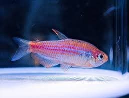 Tetra královská var.pink