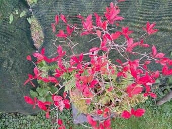 Bonsaj,bonsaj Tupela Lesni