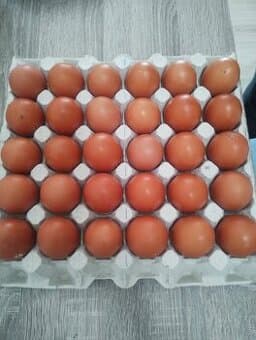 Prodám domácí vajíčka