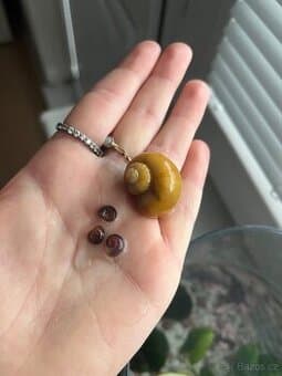 Ampularie, okružák 4ks