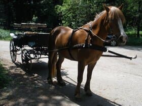 Bryčka za koně na pár + ojky na jednospřeží