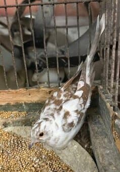 Holoubek diamantový straka samička