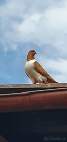 Moravský pštros žlutý