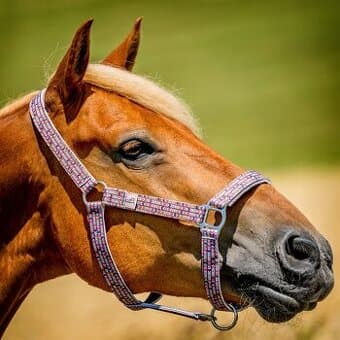 Výprodej skladu - barevné ohlávky