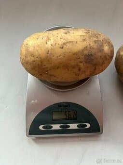 Prodám brambory na uskladnění