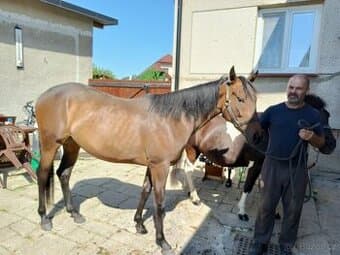 2 léta kobyla teplokrevník