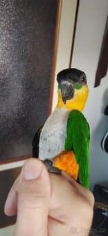 Amazonek černotemenný