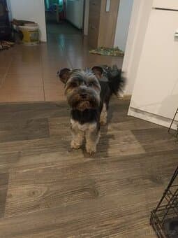 Nabízím pejska ke krytí