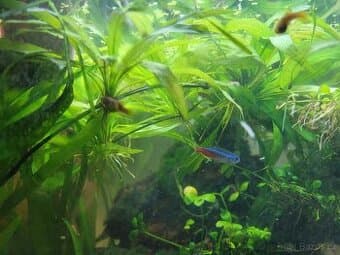 Echinodorus Akvarijni rostliny