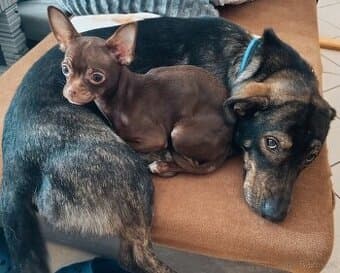 Darují Vlacak, Jezevčíka