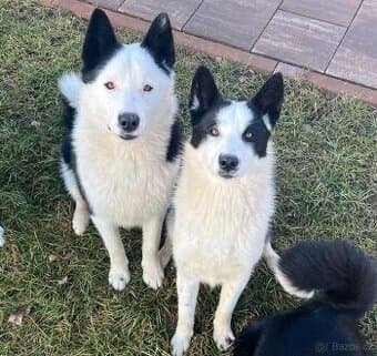 Prodej- Karelský medvědí pes