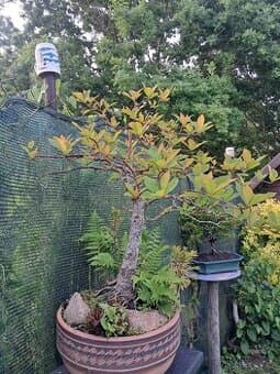 Bonsaj,bonsai Tupela Lesni