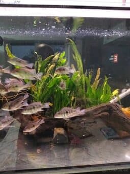 Geophagus Tapajós red head