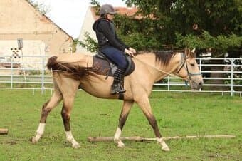 Prodám 5-letého hřebce KK,