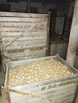 Krmné brambory Marabel