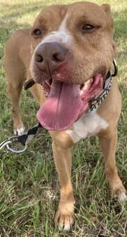 Amstaff Marley hledá nový domov