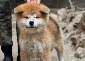 Akita Inu s PP - rodokmen FCI a AKIHO