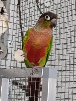 Prodám samce pyrury zelenolící