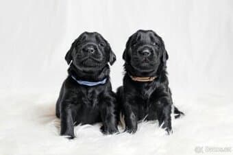 Flat coated retriever - štěňátka s PP
