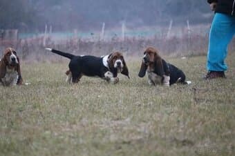 Basset hound, basset, baset