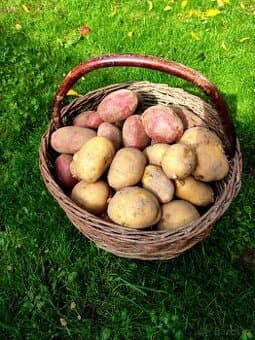 Brambory na prodej (uskladnění)