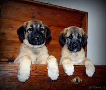 Kangalský pastevecký pes