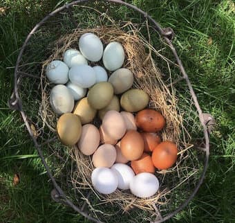 Prodám domácí bio vejce