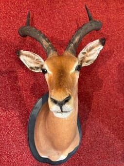 Lovecká trofej Impaly