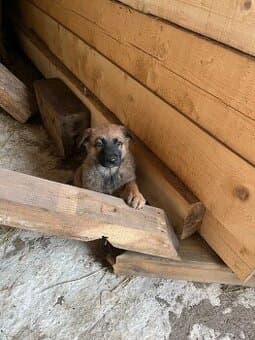 Německý ovčák štěně