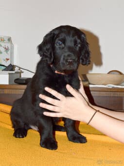 Flat coated retriever černý pejsek s PP