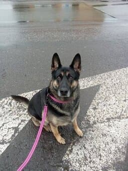 Německá ovčák fenka