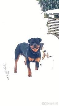 Rotvajler s PP hledá nový domov – 1 rok a 8 měsíců