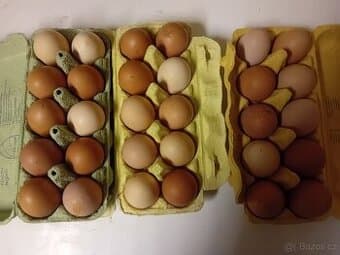 Prodám domácí vejce